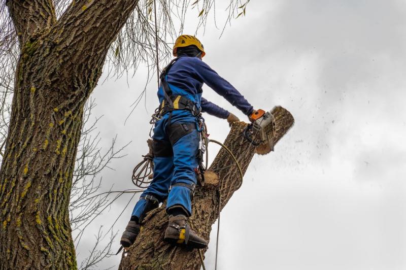 &Eacute;lagage &agrave; Suarce : quand et comment tailler vos arbres ?